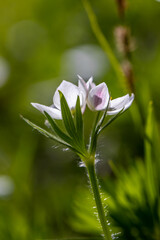 Anemonastrum narcissiflorum flower in mountains