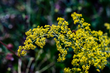 Galium verum flower growing in mountains, close up shoot