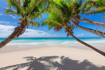 Sunny white sand beach with coconut palm trees and tropical sea. Summer vacation and tropical beach concept.	