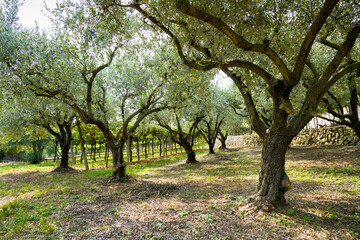 Olive trees with foliage on grassy ground in forest