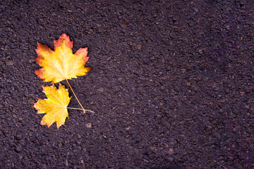 The leaves are lying on the asphalt
