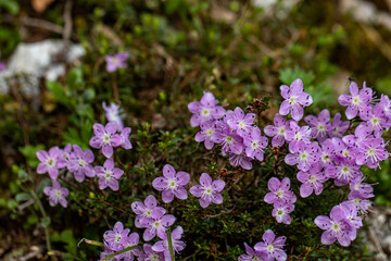 Rhodothamnus chamaecistus flower growing in mountains, close up shoot	
