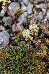 Saxifraga crustata flower growing in mountains, close up 
