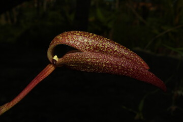 Bulbophyllum arfakianum from Jayapura, Papua, Indonesia.