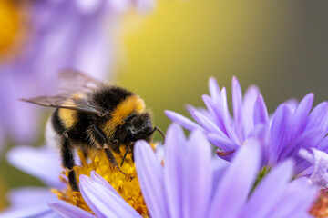 Erdhummel