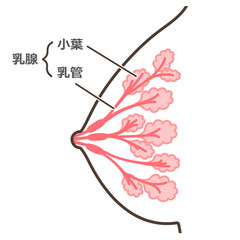乳腺の構造のイラスト　説明付