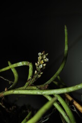 unusual orchid with tiny white flowers from Indonesian New Guinea
