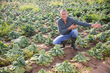 Farmer frustrated by loss of cabbage harvest after drought on the field