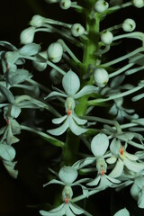 Fototapeta na wymiar Calanthe triplicata. A native terrestrial orchid from West Papua, Indonesia