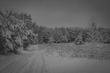 Obraz premium Moody winter landscape view, Lithuania. Northern country cold climate and a dark January morning in the woods. Selective focus on the details, blurred background.