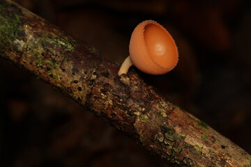 Orange mushroom on the trunk from indonesian new guinea