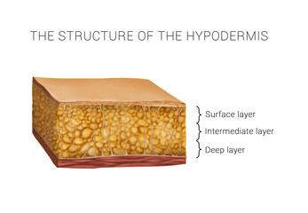 the structure of the hypodermis