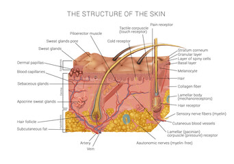 the structure of the skin - obrazy, fototapety, plakaty