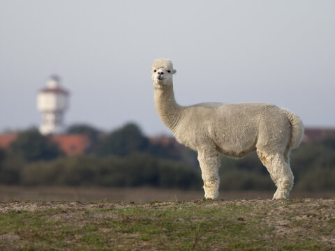 Alpaka auf Langeoog