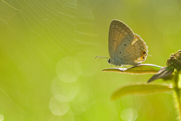 butterfly, picture of a butterfly on a wildflower on a bokeh background 3