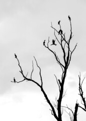 Fototapeta na wymiar Reiher auf einem alten Baum