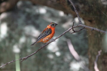 beautiful bird.