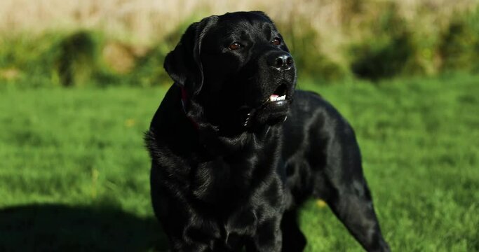 Black Labrador male standing in the grass looking to the camera, 4K