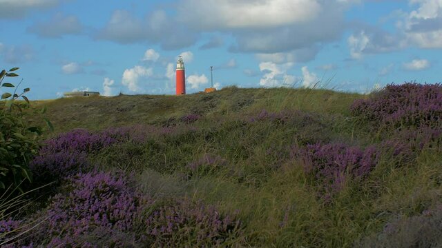 wide angle steady shot of heather in the foreground. In the background a lighthouse in the dunes. The sky is blue with beautiful clouds passing by.