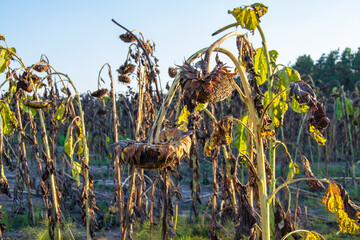 Dried ripe sunflowers in a sunflower field in anticipation of harvest. Field of dead sunflowers