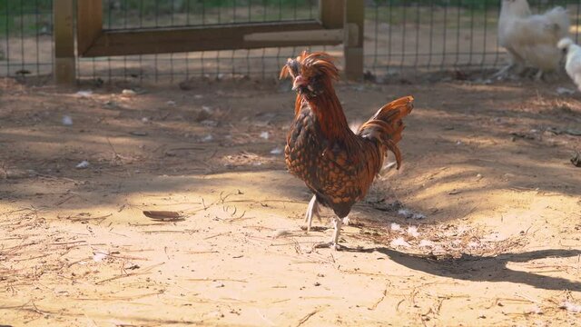 Close Up Of Rare Padovana Chicken With Other Chicken Breeds At The Farm.