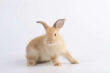 Little rabbit sitting on isolated white background at studio. It's small mammals in the family Leporidae of the order Lagomorpha. Animal studio portrait.