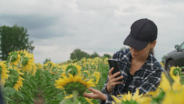 Countryside, farmer female standing in a field of sunflowers and takes pictures of yellow flowers on a smartphone, investigating plants.