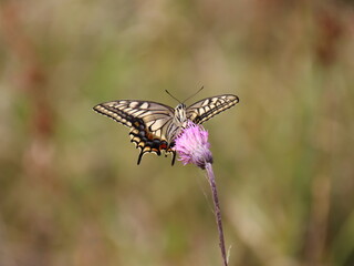 Fototapeta na wymiar 翅が綺麗なアゲハ蝶