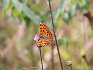 Obraz premium まだら模様の蝶々