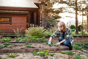 A beautiful blonde woman works in the backyard. A woman is caring for strawberry bushes using garden tools. A woman is engaged in gardening at sunset. woman is engaged in gardening. Copy space.