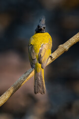 Black-crested Bulbul perching on liana branch