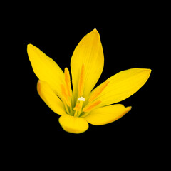 Yellow Rain Lily isolated on black background