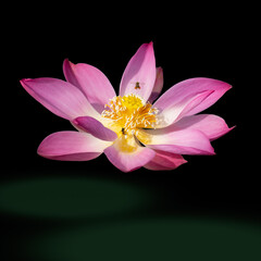 Sacred Lotus isolated on black background