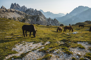 Wild horses on the meadow with Tre Cime di Lavaredo peacks in background- Dolomites, Italy