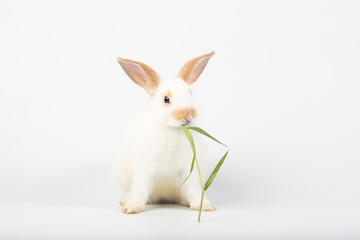 Little couple white rabbit eating green grass on isolated white background at studio. It's small mammals in the family Leporidae of the order Lagomorpha. Animal studio portrait. © krumanop