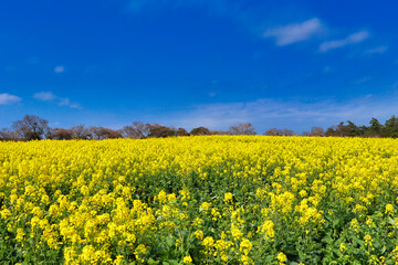 Nagasakibana rape flower field