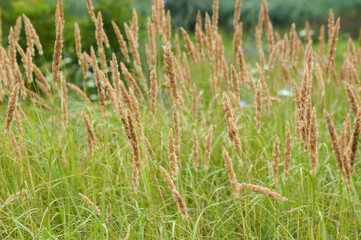 Common velvet grass seeds closeup view with green plants blurred on background