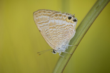 butterfly, picture of a butterfly on a wildflower on a bokeh background 6