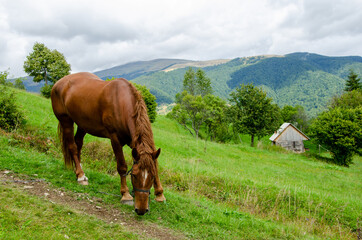 Fototapeta na wymiar Lovely red horse in the carpathian mountains in the green grass
