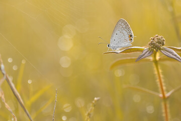 butterfly, picture of a butterfly on a wildflower on a bokeh background 11