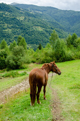 Fototapeta premium Lovely red horse in the carpathian mountains in the green grass