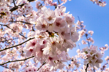 Japanese spring and cherry blossoms