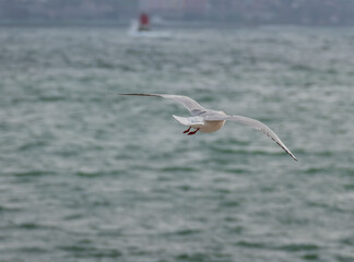 black headed gull flying over the sea in winter chroicocephalus ridibundus
