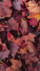 autumn leaves background