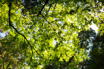 Fototapeta na wymiar Blue sky and tree leaves
