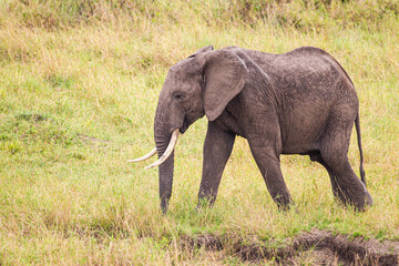 Elephant grazing on the open savannah of the Masai Mara, Kenya