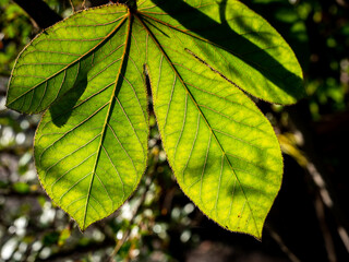Pattern of Bellyache Bush Leaf