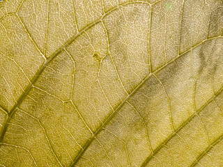 Pattern of Moonlight Tree Leaf