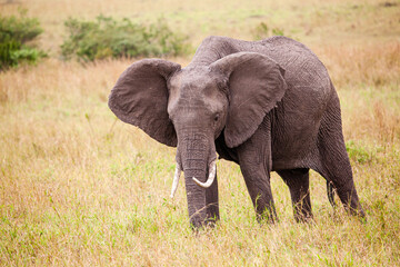 Naklejka na ściany i meble Elephant grazing on the open savannah of the Masai Mara, Kenya