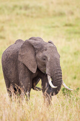Fototapeta na wymiar Elephant grazing on the open savannah of the Masai Mara, Kenya